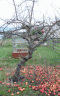 apple-tree.gif